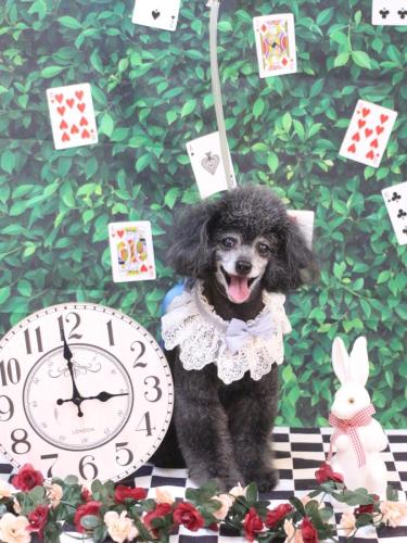 20250415ラムくん